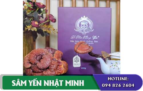 Nấm lim xanh rừng hỗ trợ điều trị bệnh