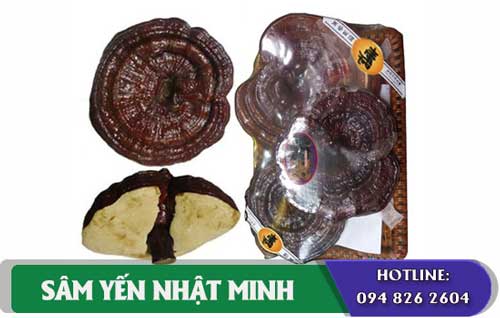 Nấm Linh Chi Đỏ 3 tai