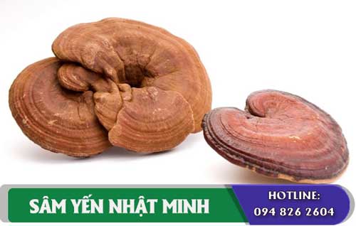 Nấm linh chi Hàn Quốc geoumsan nâng cao miễn dịch