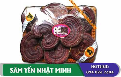 Nấm Linh Chi Đỏ hàn quốc