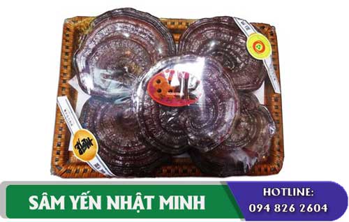 nấm linh chi đỏ 5 tai chất lượng cao