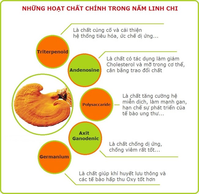 Linh Chi Hàn Quốc - 2