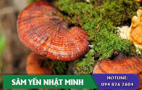 Nấm Linh Chi Núi tốt cho phổi