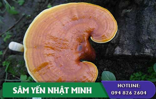 Nấm Linh Chi vàng chanh Hàn Quốc hỗ trợ chữa bệnh tốt