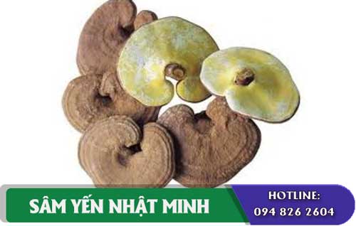 Cách sử dụng Nấm Linh Chi vàng chanh 1kg