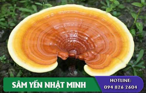 Nấm Linh Chi Vàng giải độc tốt