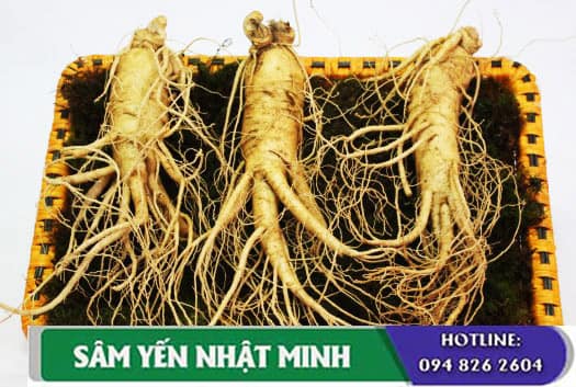 nhân sâm hàn quốc cải thiện bệnh tiểu đường tuýt 2