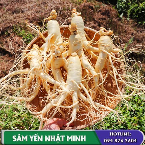 Nhân sâm tươi Hàn Quốc