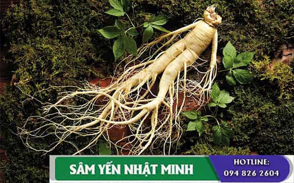 Nhân sâm ngâm mật ong