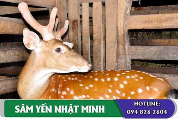 Nhung hươu có khả năng chữa bệnh yếu sinh lý không?