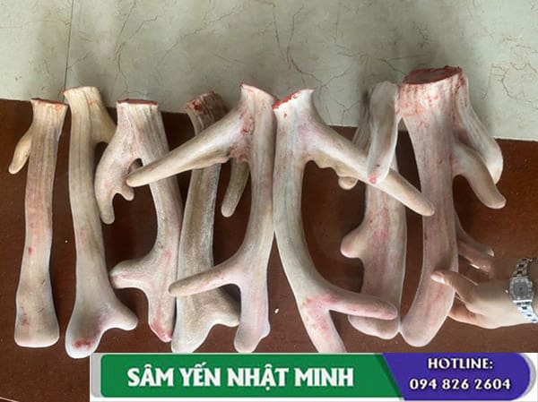 Nhung hươu khô hay nhung hươu tươi?