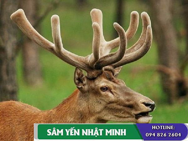 Nhung hươu – thần dược chữa yếu sinh lý
