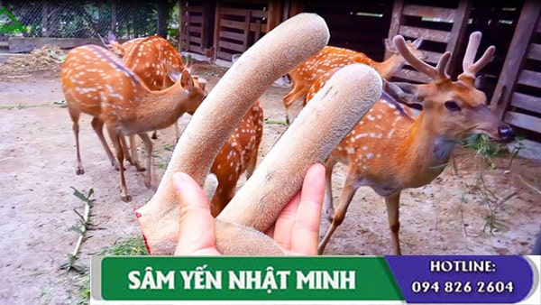 Nhung hươu tươi Siberia, Liên bang Nga cao cấp