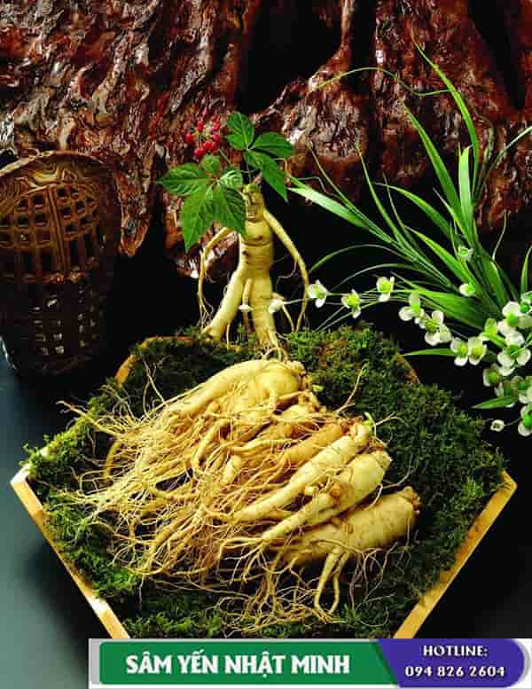 Những lưu ý khi sử dụng nhân sâm