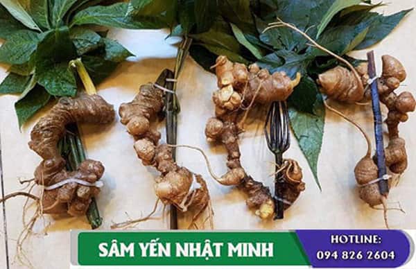 Sâm Ngọc Linh tốt