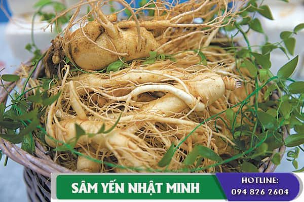 Sâm tươi 3 củ 1kg