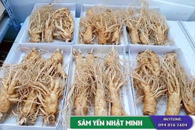 Sâm tươi 6 củ 1 kg