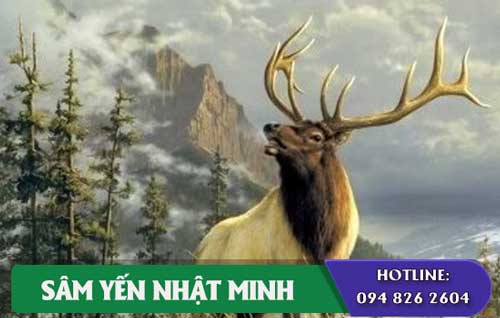 cao ban long 100% nguyên chất nhung hươu Siberia