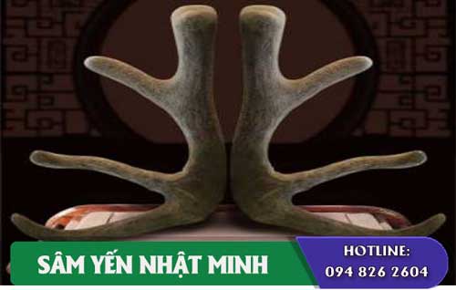công dụng nhung hươu tươi Siberia nguyên sừng