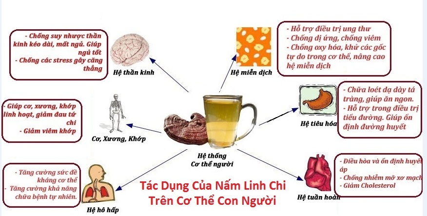 Tác dụng nấm linh chi