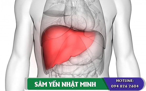 tác dụng của nhân sâm với bệnh gan