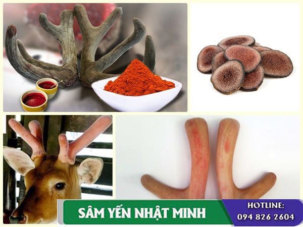 Tác dụng của nhung hươu với bệnh ung thư