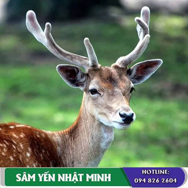 Tác dụng của nhung hươu với bệnh yếu sinh lý