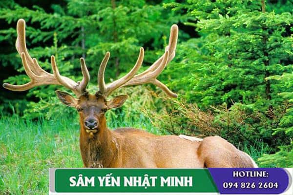 Tác dụng và cách sử dụng nhung hươu tươi