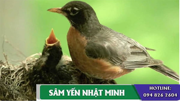 thức ăn cho chim non