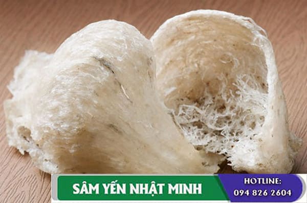 đặc điểm tổ yến