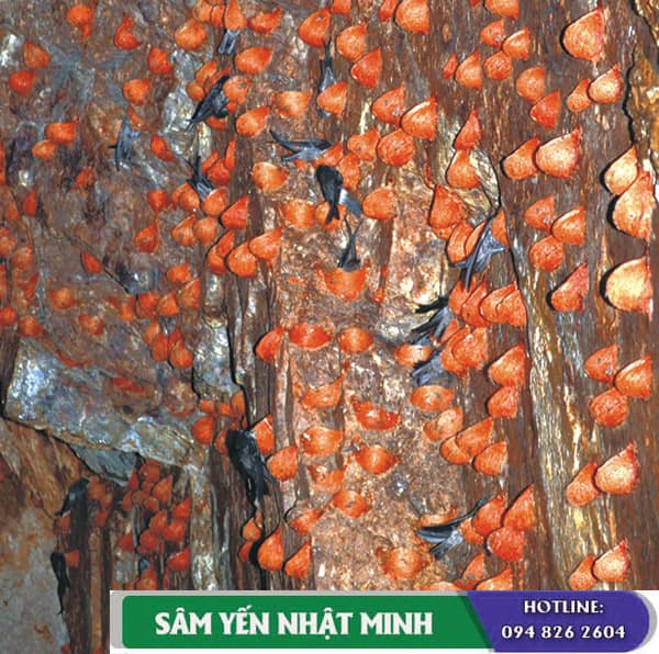 Tổ yến huyết