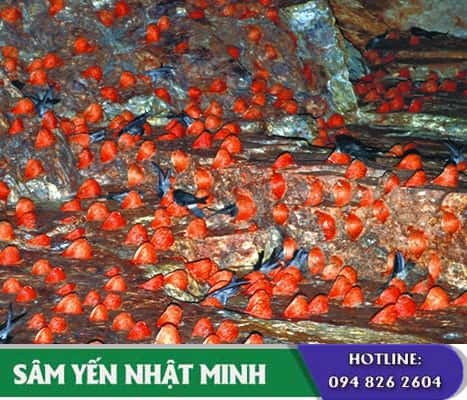 yến huyết đảo