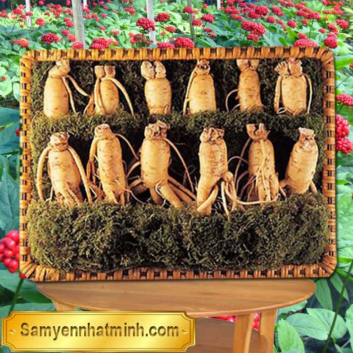 Nhân Sâm Hàn Quốc - 4