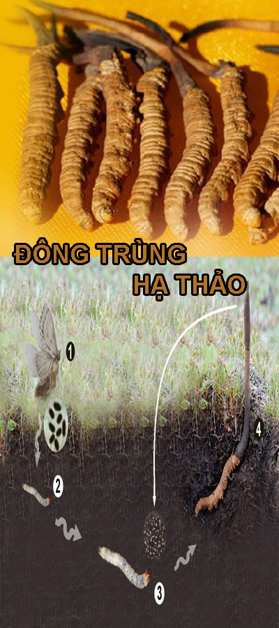 <span>ĐÔNG TRÙNG HẠ THẢO</span>
