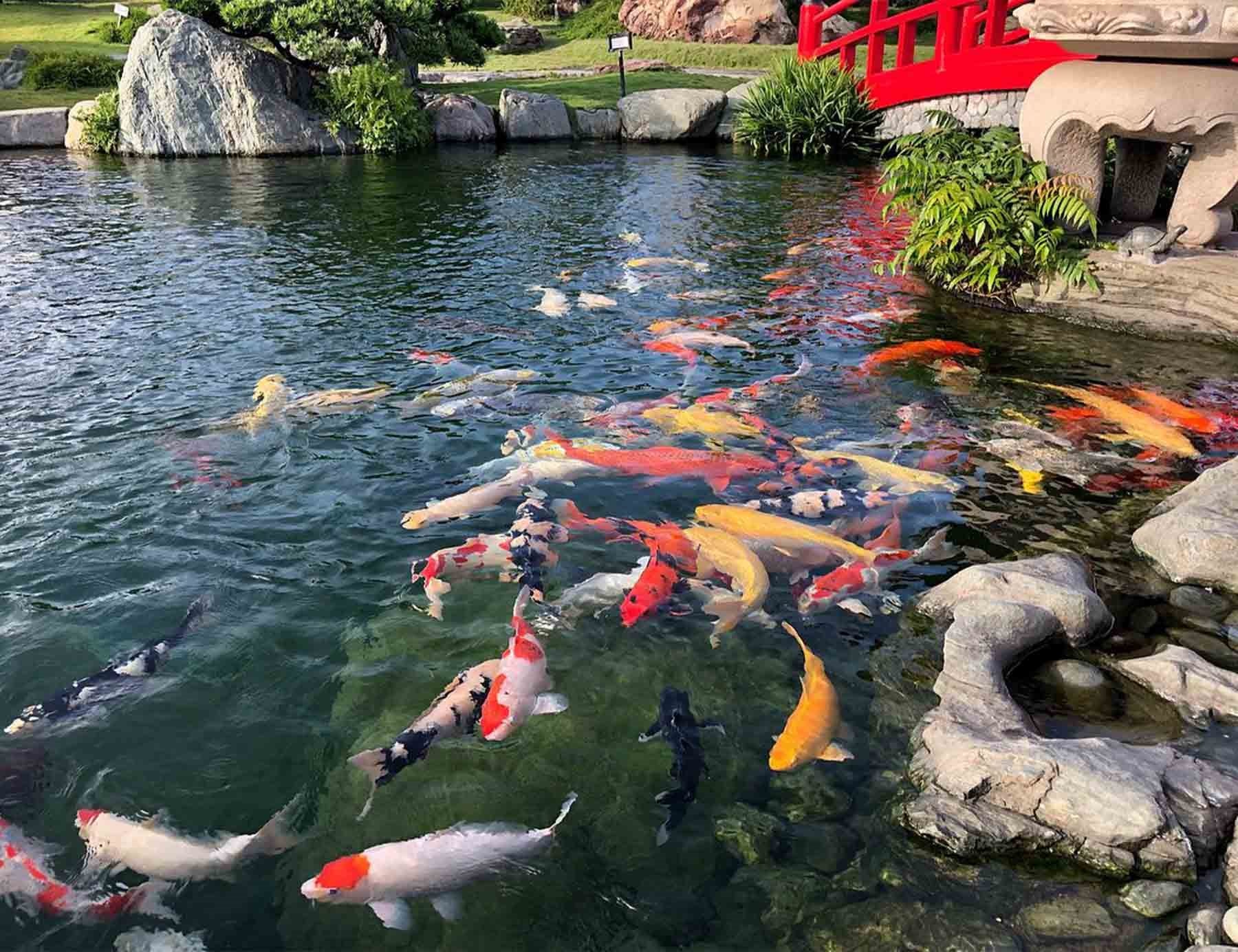 Những yếu tố cần lưu ý khi thi công chống thấm hồ cá Koi