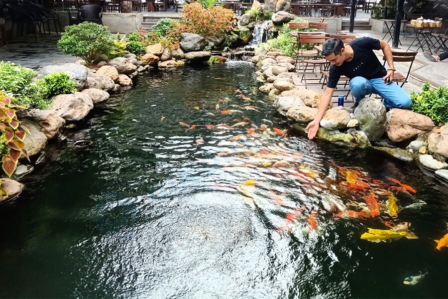 Tại sao cần thi công chống thấm hồ cá Koi ?