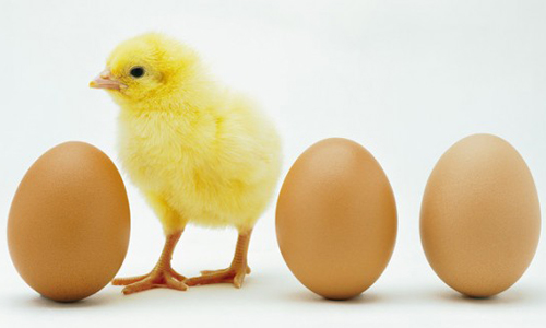 Một quả trứng cộng ba quả trứng bằng mấy quả trứng?
