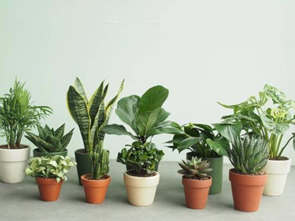 Chậu cây để bàn mini