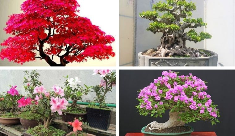 Cây cảnh bonsai đẹp