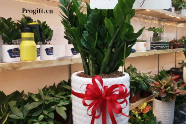 Cây kim tiền giúp gia chủ thu hút được nhiều tài lộc trong quá trình khai trương