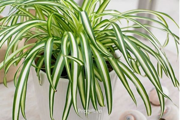 Tặng cây cảnh được xem như “liều thuốc chữa lành” và đem lại nhiều điều may mắn