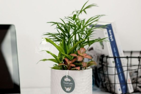 Chậu cây xanh để bàn