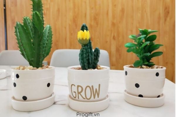 Chậu cây để bàn được nhiều người lựa chọn làm quà tặng sinh nhật