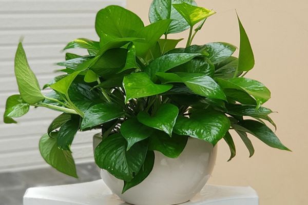 Trang trí không gian bằng chậu cây cảnh để bàn