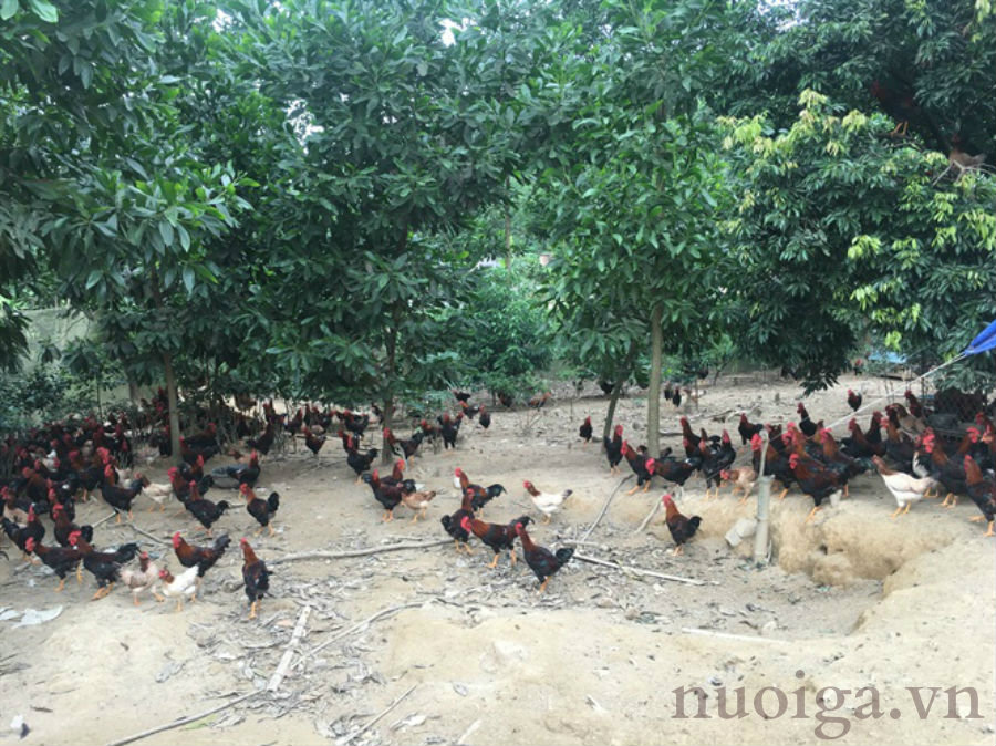 kinh nghiệm nuôi gà mùa nắng nóng