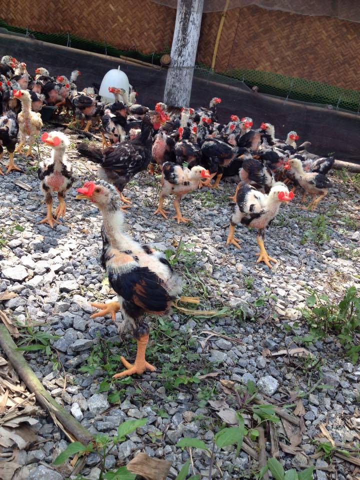 kính gà trị mổ lông nhau