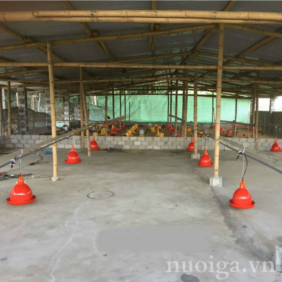 máng nước tự động cho gà