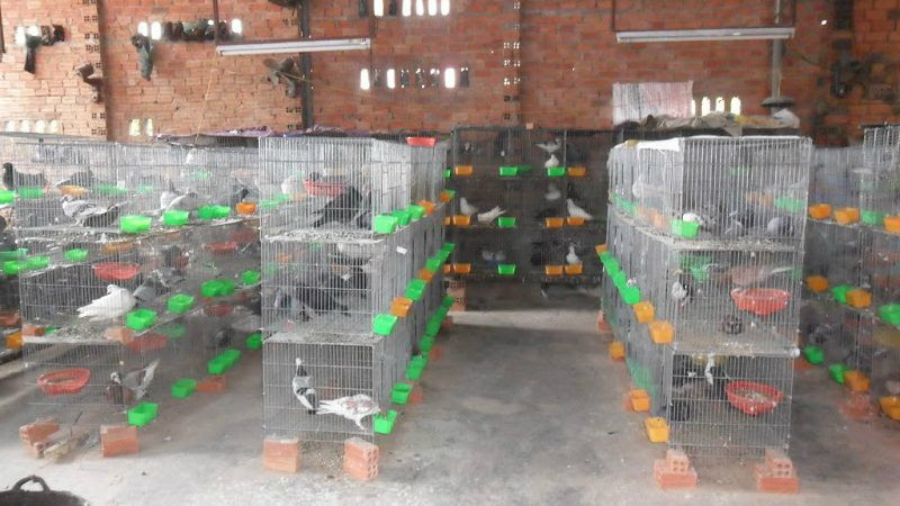 cach lam chuong bo cau