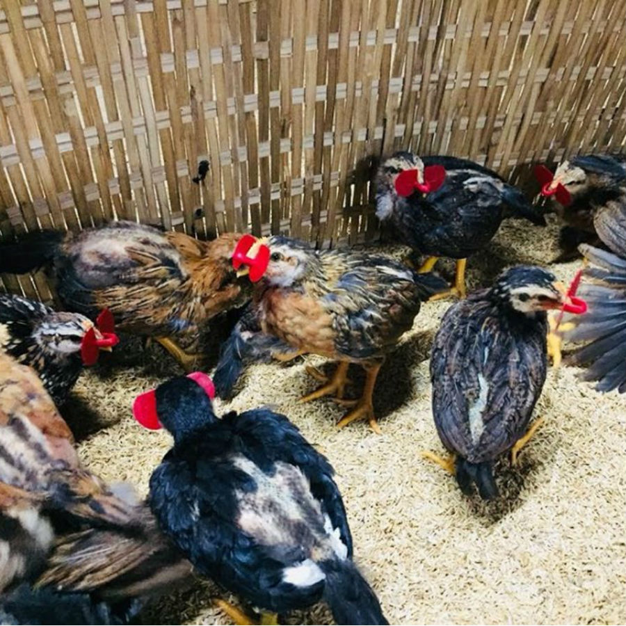 deo kinh ga kep cat dau