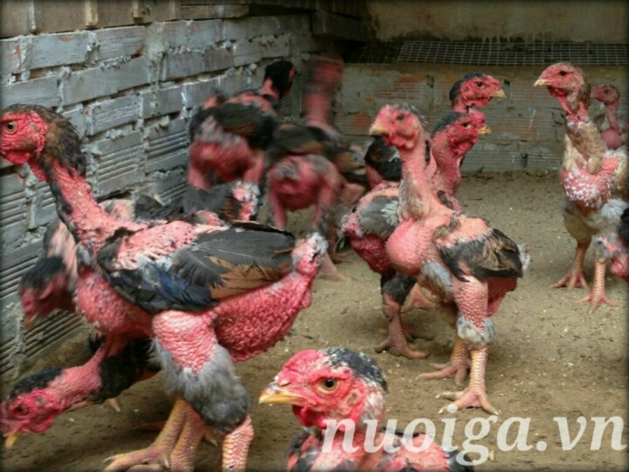 kính đeo mắt cho gà đông tảo